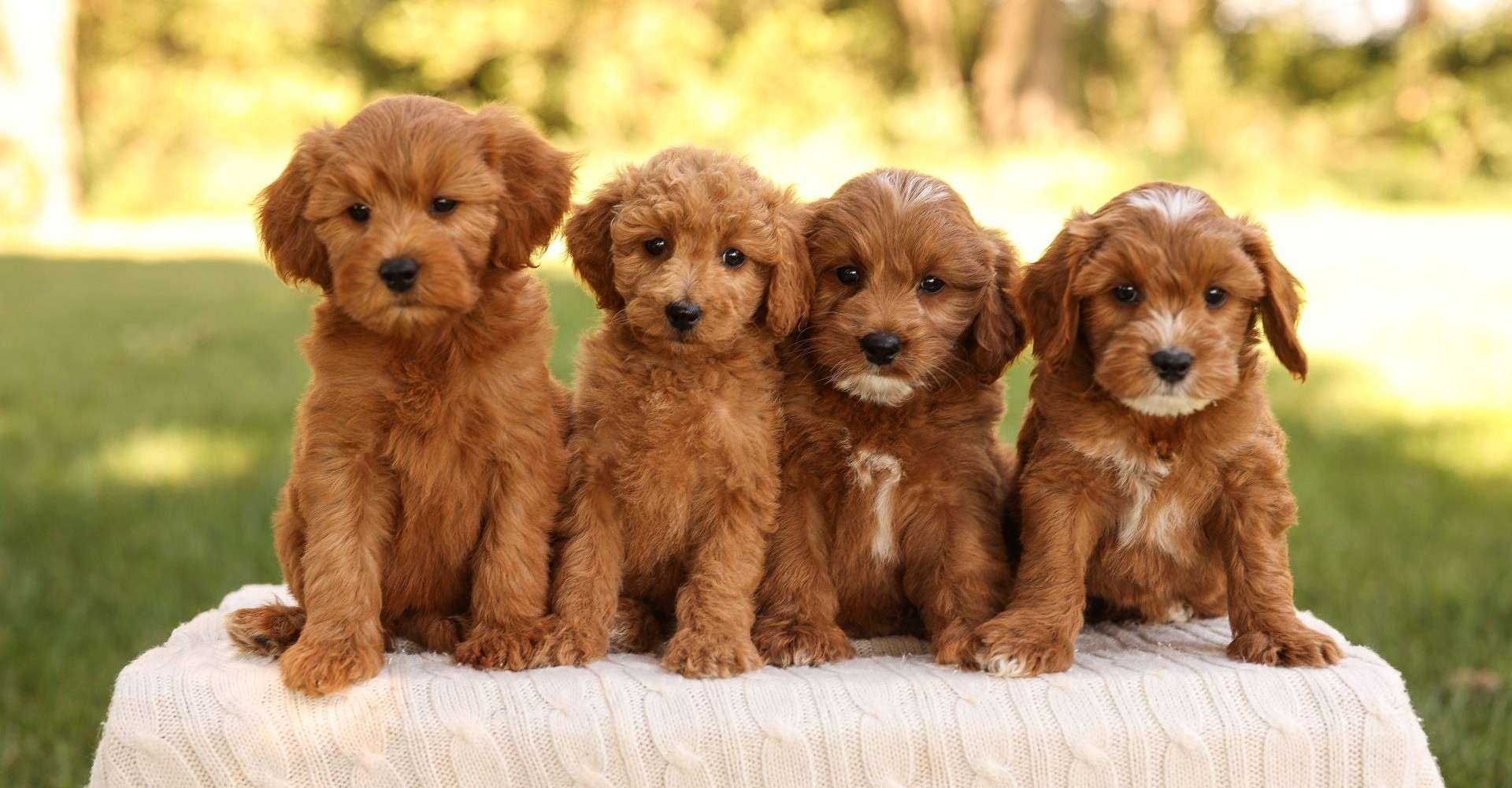 Future Litters Future Litters